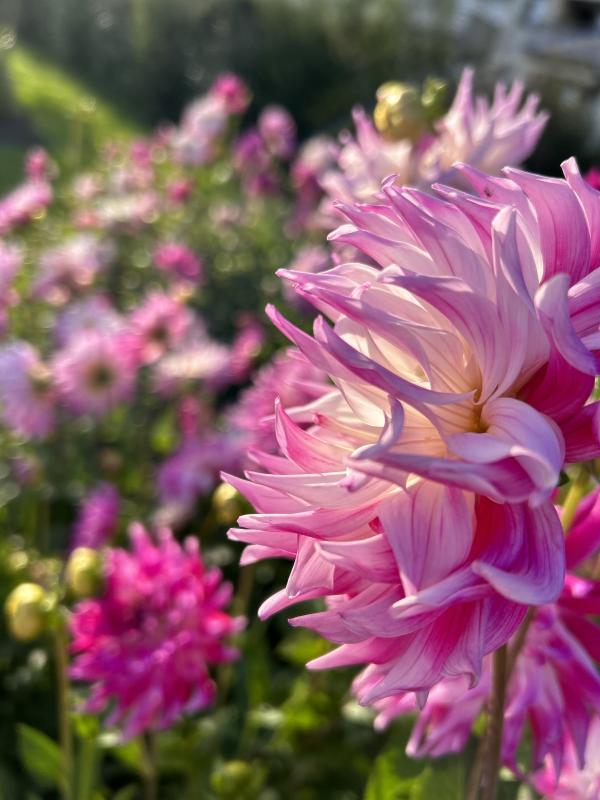 La fête du dahlia qui fleurit les quais de Morges